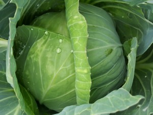 cabbage for holubzy