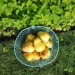 ripened pears